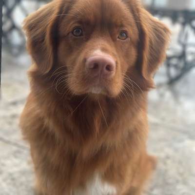 Hundetreffen-Gemeinsames Üben-Bild