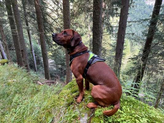 Bayerischer Gebirgsschweißhund-Beitrag-Bild