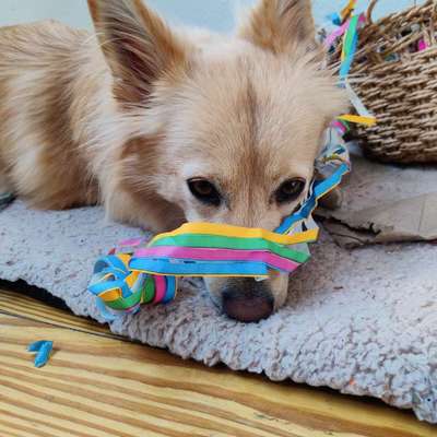 Der Hunde-Jahresrückblick 2025-Beitrag-Bild