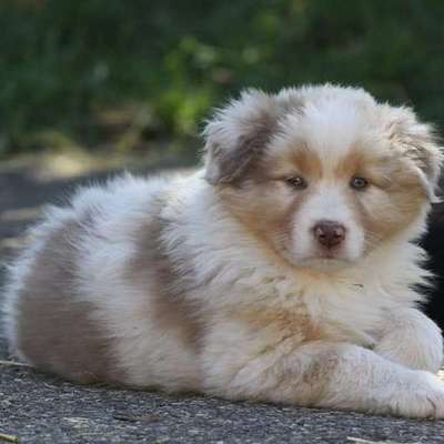 Welpen Bilder !-Beitrag-Bild