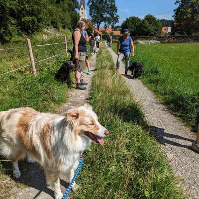 Hundetreffen-SOCIAL WALK - Leinen-/Lernspaziergang-Bild