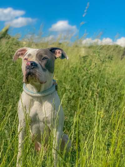 Die Dogorama Monats Challenge "Es grünt und blüht"-Beitrag-Bild