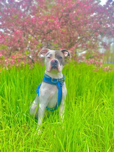 Fotochallange 63: "Dein blühendes Hündchen"-Beitrag-Bild