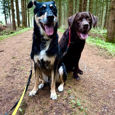 Hundetreffen-Hundefreunde, Gassifreunde gesucht-Bild