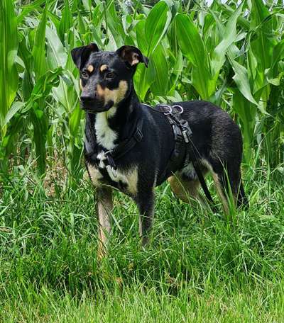 Die Dogorama Kalender Challenge 4/4-Beitrag-Bild