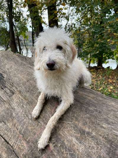 Hundetreffen-Suche eine Spiel- oder Spaziergangsgefährten-Bild