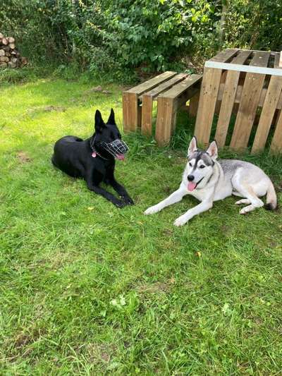 Hundetreffen-Spiel- und Gassigefährten gesucht-Bild