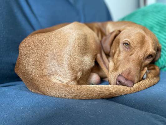 Magyar Vizsla-Beitrag-Bild