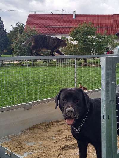 Labradorfans-Beitrag-Bild