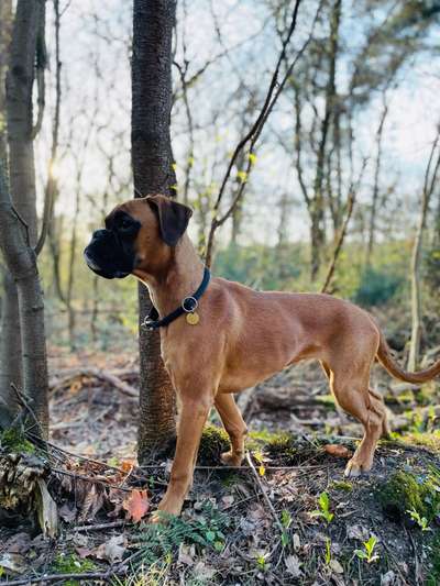 Deutsche Boxer-Beitrag-Bild