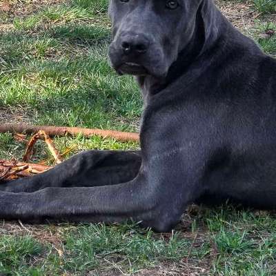 Hundetreffen-Hundefreunde gesucht...-Bild