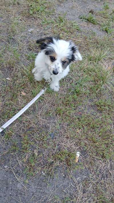 Hundetreffen-Wir  suchen Hunde treff-Bild