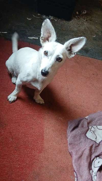 Jack Russel Dackel Mischlinge-Beitrag-Bild