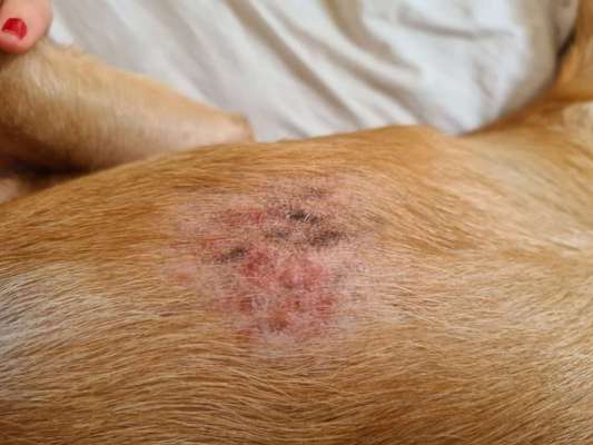 Könnten das Grasmilben sein?-Beitrag-Bild