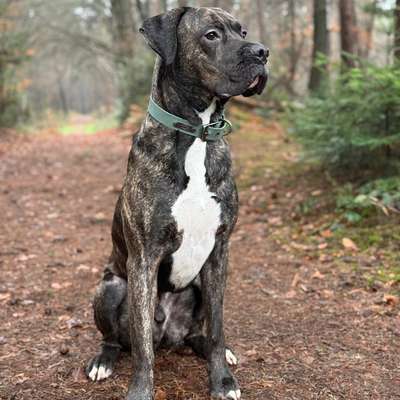 Hundetreffen-Großer Spielpartner gesucht 🐾-Bild