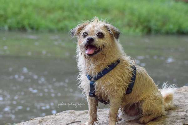 Dogorama-Monats-Challenge-Mai "Wasser"-Beitrag-Bild