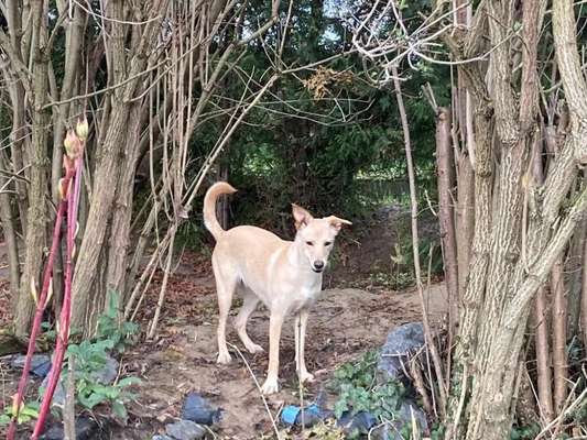 Hundetreffen-Tilly sucht Freunde für die Hundewiese-Bild