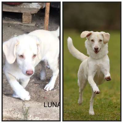 Vom Welpen zum Hund-Beitrag-Bild