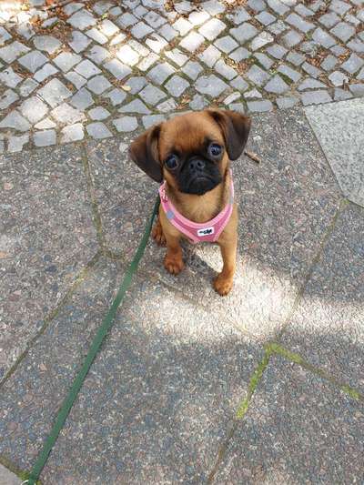 Seltene Rassen!-Beitrag-Bild