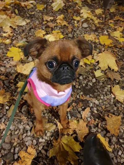 Welpen Bilder !-Beitrag-Bild