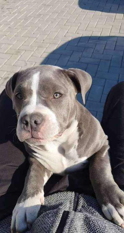 Hundetreffen-Welpe sucht spiel Gefährten-Bild