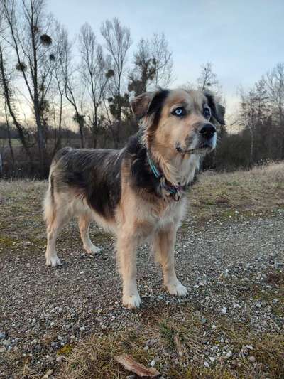 Mischlingshunde Foto Aufruf-Beitrag-Bild