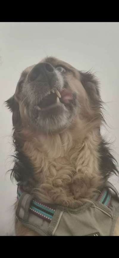 Die Dogorama-Wochen-Challenge "Die schönste Grimasse"-Beitrag-Bild