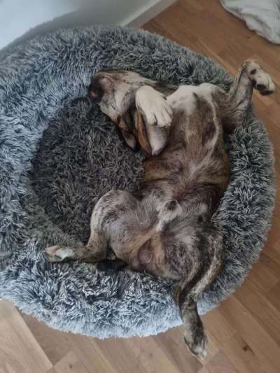 Dogorama Photo Challenge - Zeigt her eure Bäuche-Beitrag-Bild