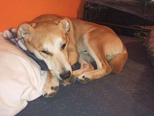 Welche Hunderasse-Beitrag-Bild