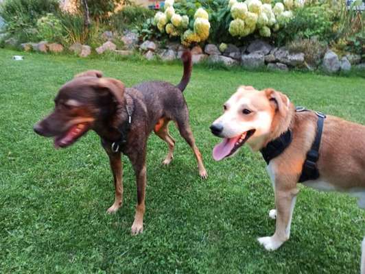 Die Dogorama Wochen Challenge "Friends will be Friends"-Beitrag-Bild