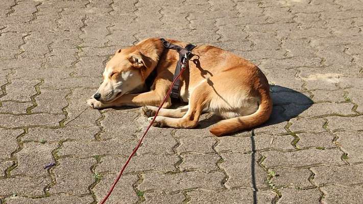 Mischlingshunde Foto Aufruf-Beitrag-Bild