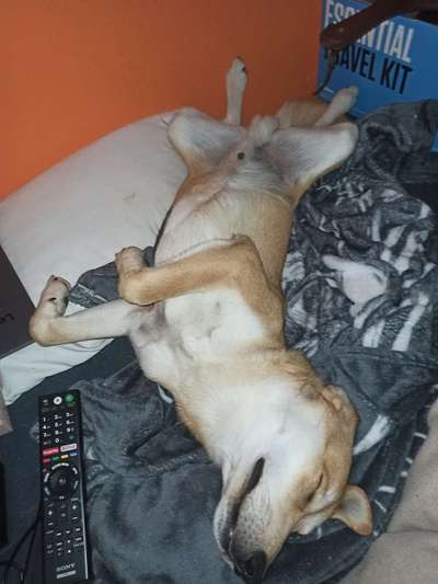 Die Dogorama Wochen Challenge-Beitrag-Bild