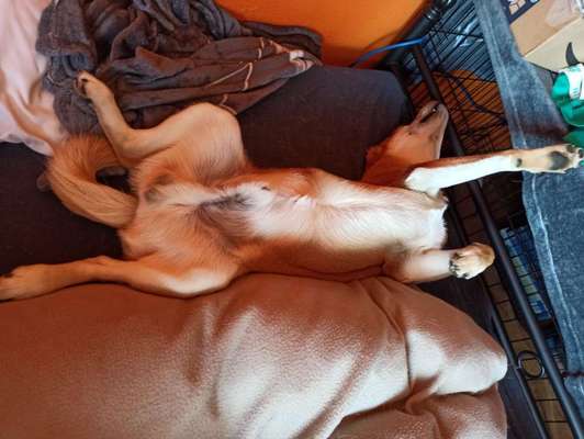 Zeigt mir die lustigsten Schlafpositionen eurer Fellnasen-Beitrag-Bild