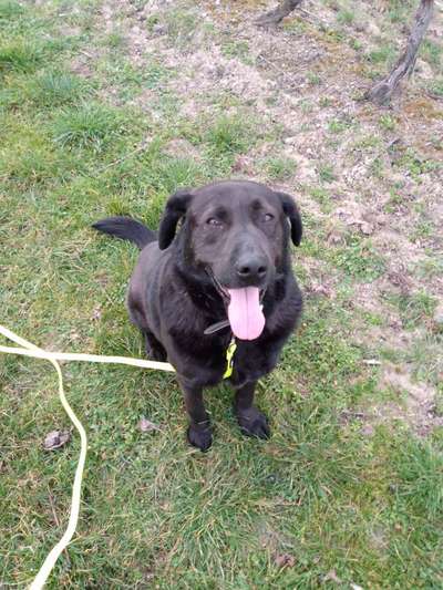 Auslandstierschutz-Beitrag-Bild