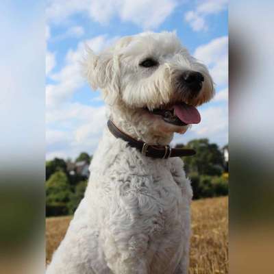 Hundetreffen-Rudelspaziergang mit Spiel und Spaß-Profilbild