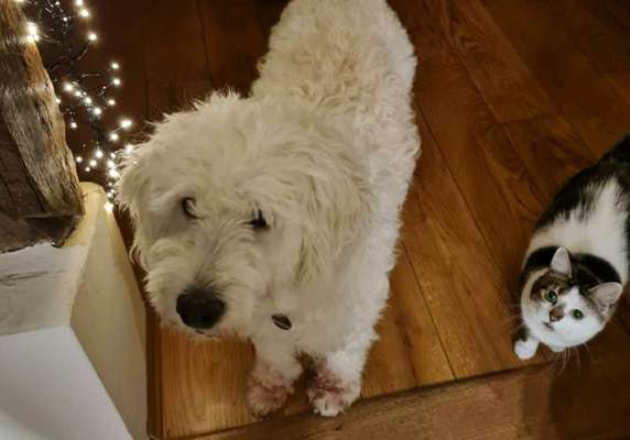 Hund und Katz Momente-Beitrag-Bild