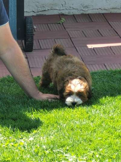 Hundetreffen-Welpentreffen-Bild