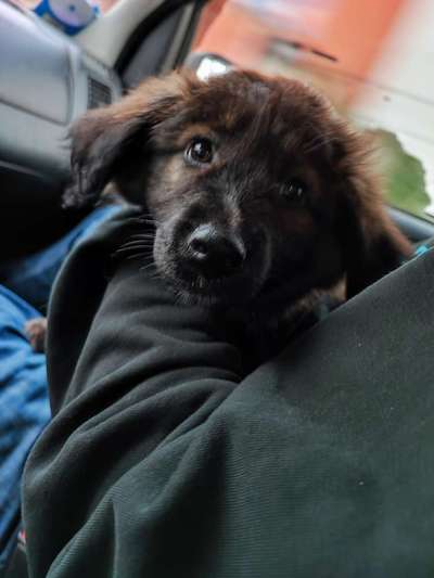 Welpen Bilder !-Beitrag-Bild