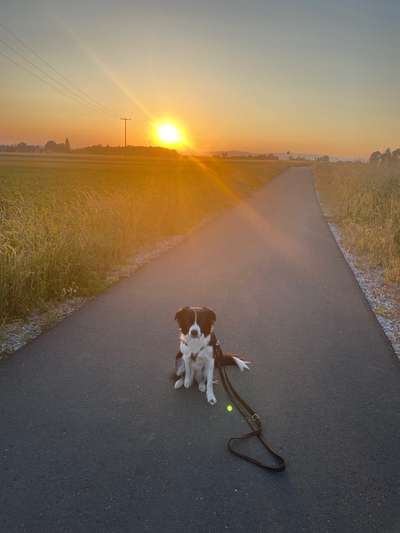 Sonnenaufgang mit Hund-Beitrag-Bild