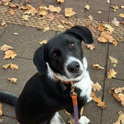 Hundetreffen-Geimeinsame Gassirunde im Niendorfer Gehege-Bild