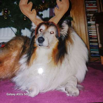 Unsere Fellnasen im Regenbogenland-Beitrag-Bild