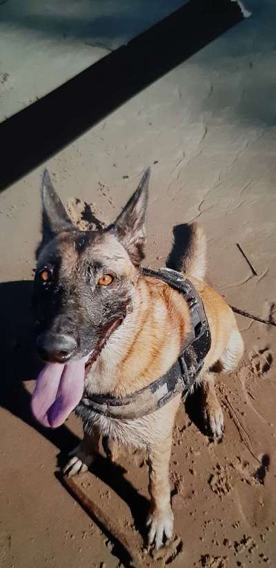 Unsere Fellnasen im Regenbogenland-Beitrag-Bild