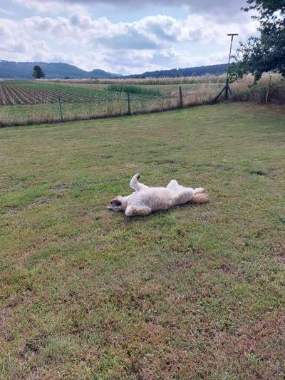 Dogorama Photo Challenge - besondere Eigenschaften-Beitrag-Bild