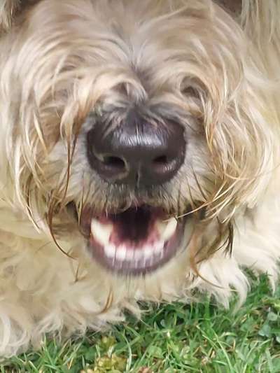 Zeigt mir die tollste Nahaufnahme von eurer Fellnase-Beitrag-Bild