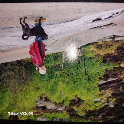 Unsere Fellnasen im Regenbogenland-Beitrag-Bild