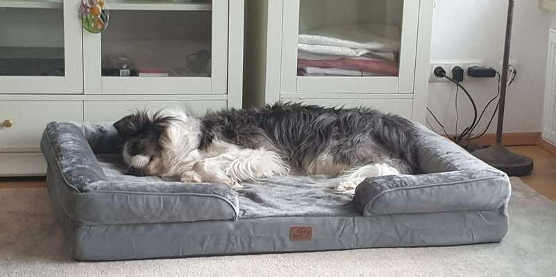 Update: mittlerweile schmerzfrei 
Arthrose - Hund erlösen?-Beitrag-Bild