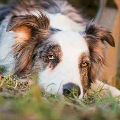 Fotochallange Nr. 57     PORTRÄT.   Beendet!!!!!!!!-Beitrag-Bild