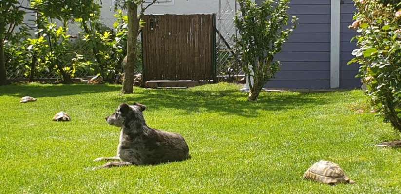 35. Impulskontrollübung "Kontakt mit anderen Tieren"-Beitrag-Bild