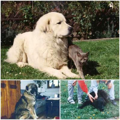 Unsere Fellnasen im Regenbogenland-Beitrag-Bild