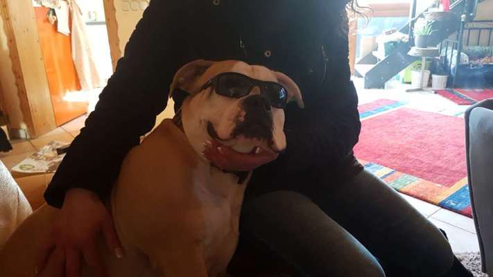 Wo sind meine AMERICAN BULLDOGS?-Beitrag-Bild